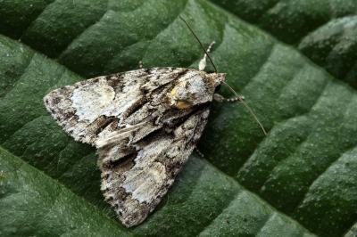 Acronicta strigosa
