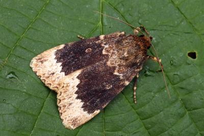 Amphipyra perflua