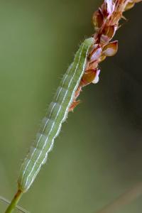 Amphipyra tragopoginis