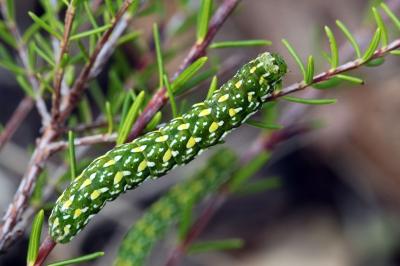 Anarta myrtilli