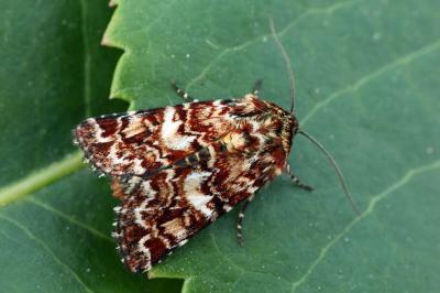 Anarta myrtilli