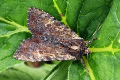 Apamea crenata