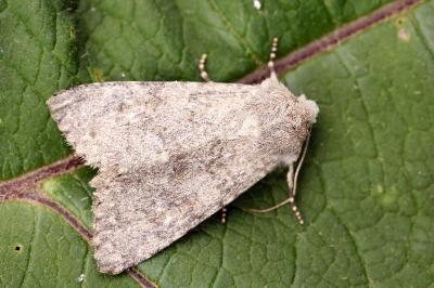Apamea platinea