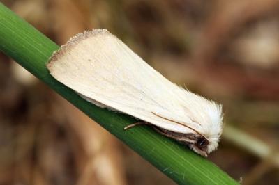 Arenostola phragmitidis