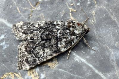 Bryophila galathea