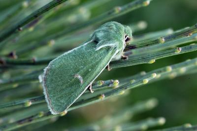 Calamia tridens