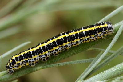 Calophasia lunula