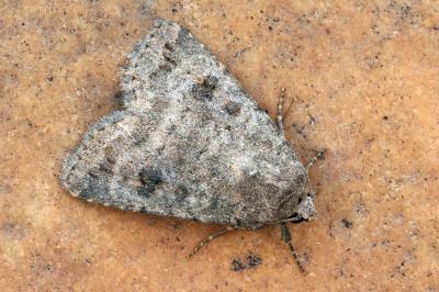 Caradrina morpheus