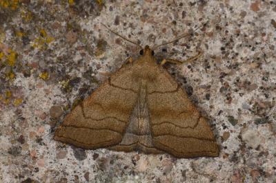 Herminia tarsicrinalis