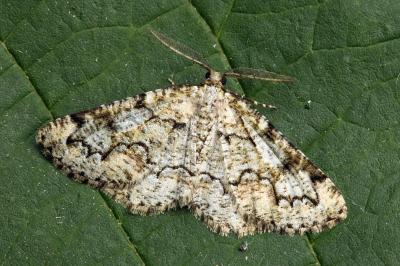 Cleorodes lichenaria