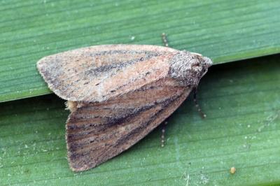 Coenobia rufa