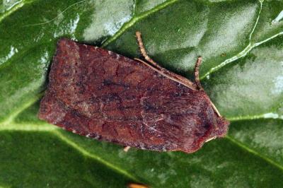 Conistra ligula