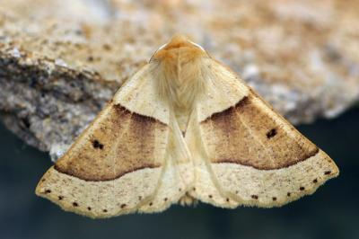 Crocallis elinguaria