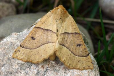 Crocallis elinguaria