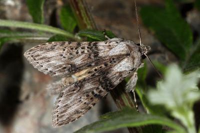 Cucullia absinthii