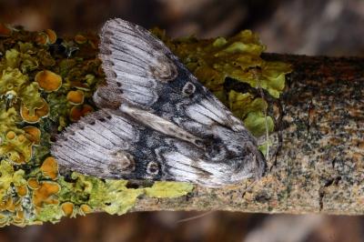 Cucullia formosa