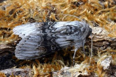 Cucullia formosa