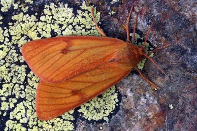 Diacrisia sannio