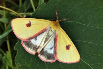 Diacrisia sannio