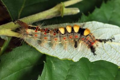 Orgyia antiqua