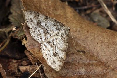 Ectropis crepuscularia