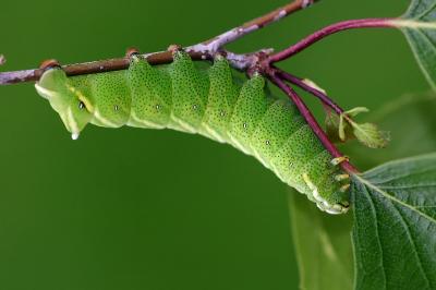 Endromis versicolora