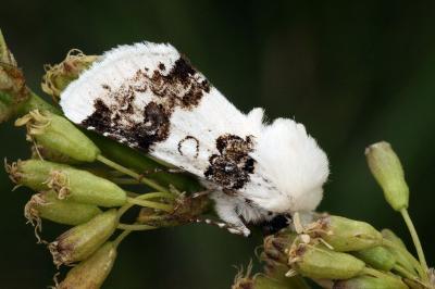 Enterpia laudeti
