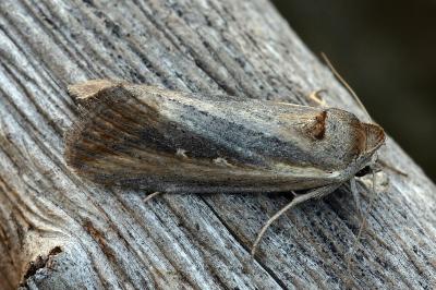 Epimecia ustula