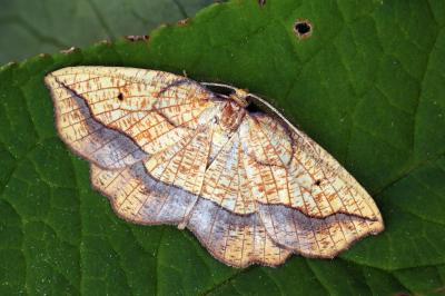 Epione repandaria
