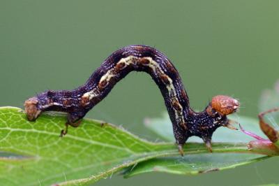 Erannis defoliaria