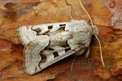 Episema glaucina