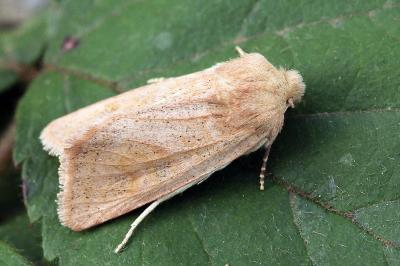 Episema glaucina
