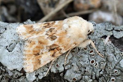 Eremobia ochroleuca