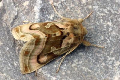 Euchalcia bellieri