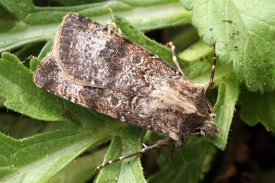Agrotis trux