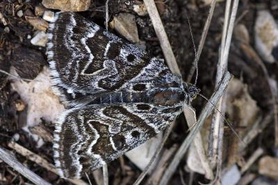 Euclidia mi