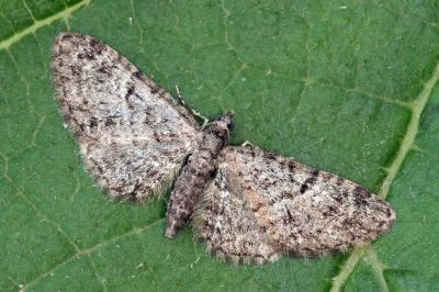 Eupithecia dodoneata