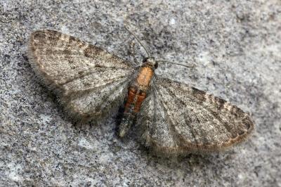 Eupithecia haworthiata