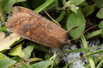 Eupsilia transversa