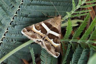 Grammodes stolida
