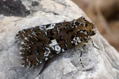 Hadena albimacula