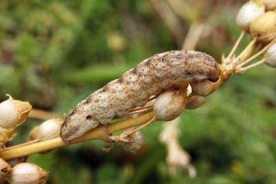 Hadena irregularis