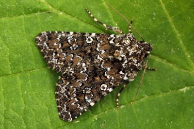 Hadena magnolii