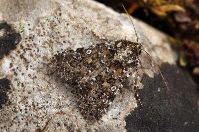 Hadena magnolii