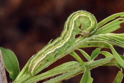 Heliothis viriplaca