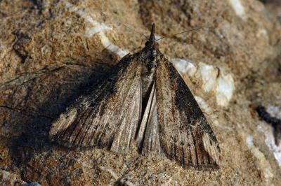 Hypena obesalis