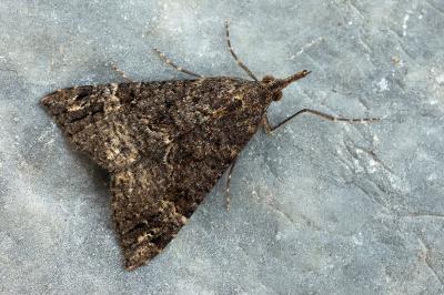 Hypena obsitalis