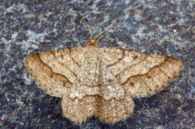 Isturgia murinaria