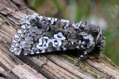 Lamprosticta culta