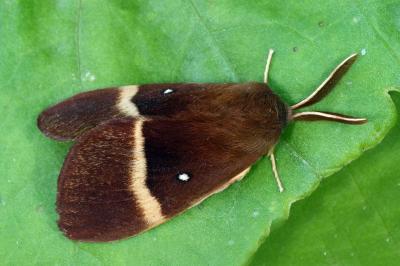 Lasiocampa quercus quercus